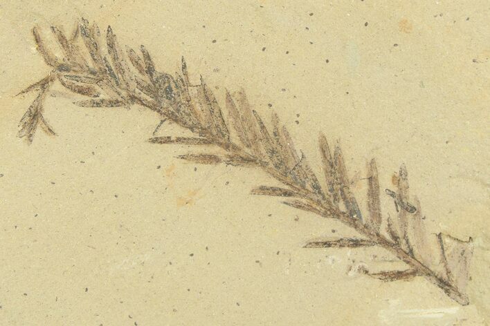 Shale With Dawn Redwood (Metasequoia) Fossils - Montana #356486